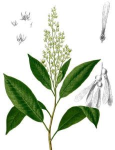Anisoptera (plant) .
